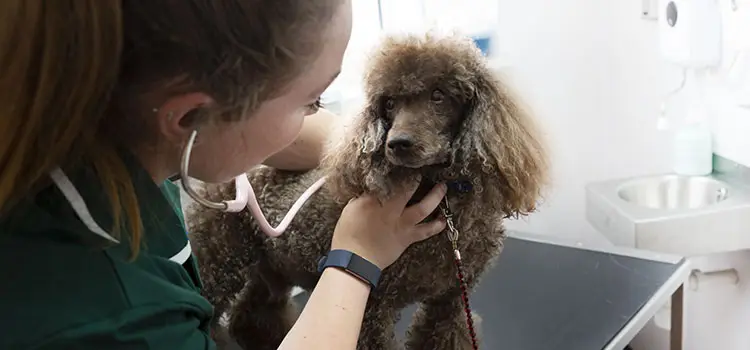 Un-hurried pet consultations