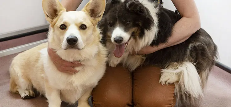 Meet the Church View Vet Clinic Ltd team