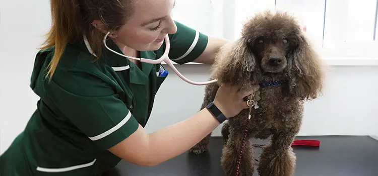 Dental care for pets in Southminster