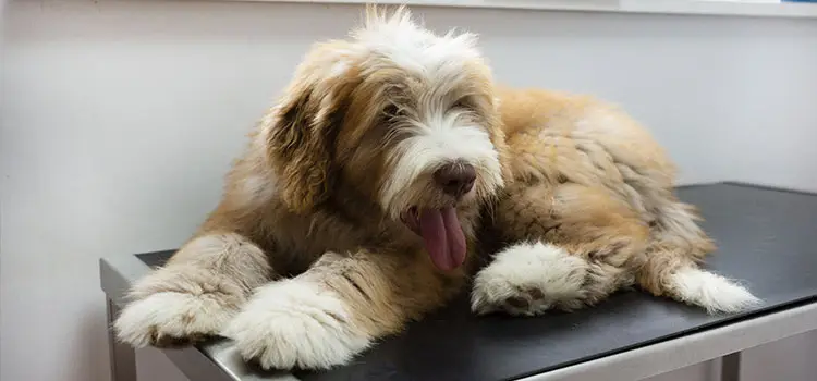 Why Church View Veterinary Clinic?
