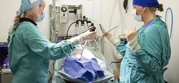 Expert surgical care for pets in Southminster